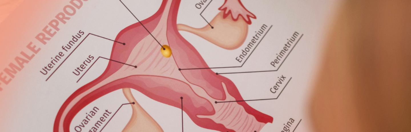 The Ultimate Guide To The Vulva And Vagina