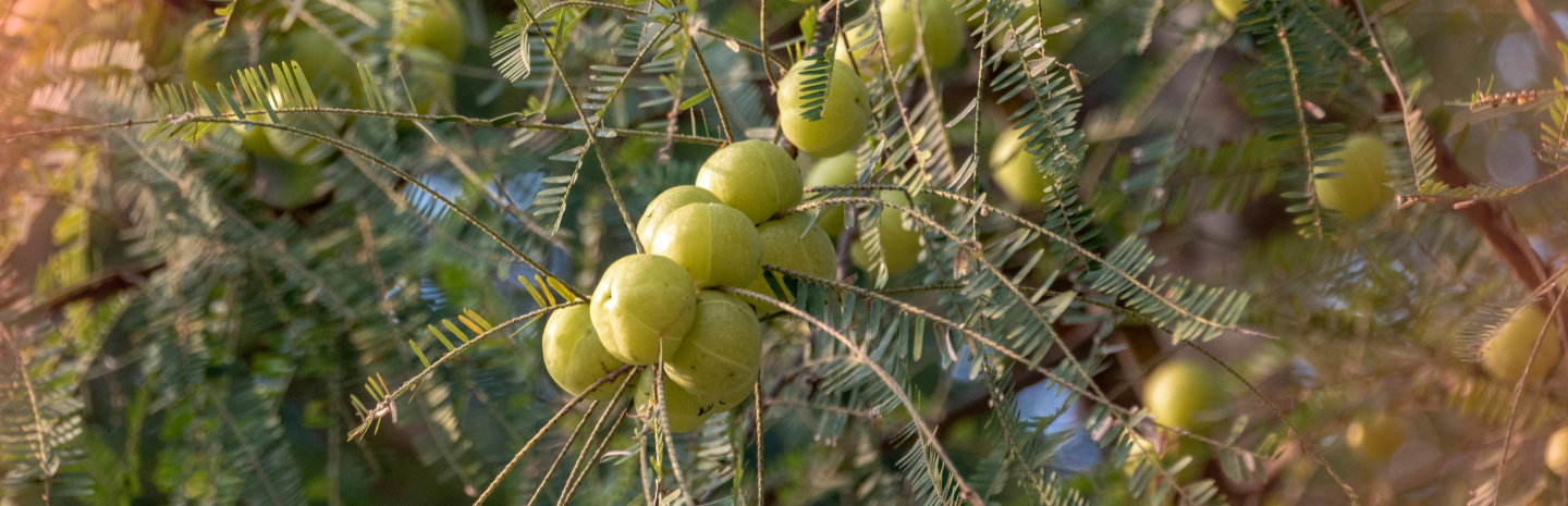 Can Amla Support Your Menstrual Health?